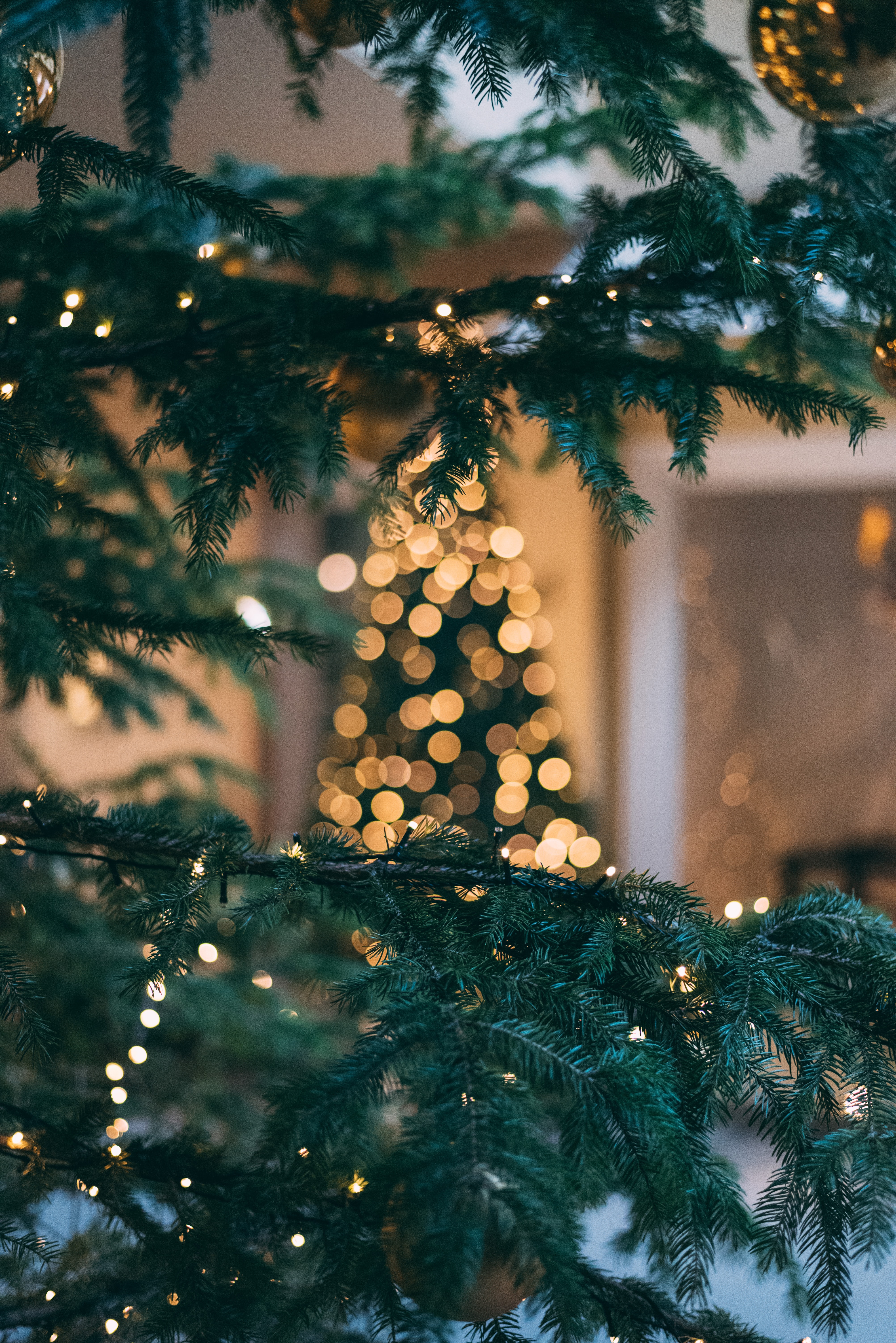 Wat is beter voor de aarde: een echte of een plastic kerstboom?